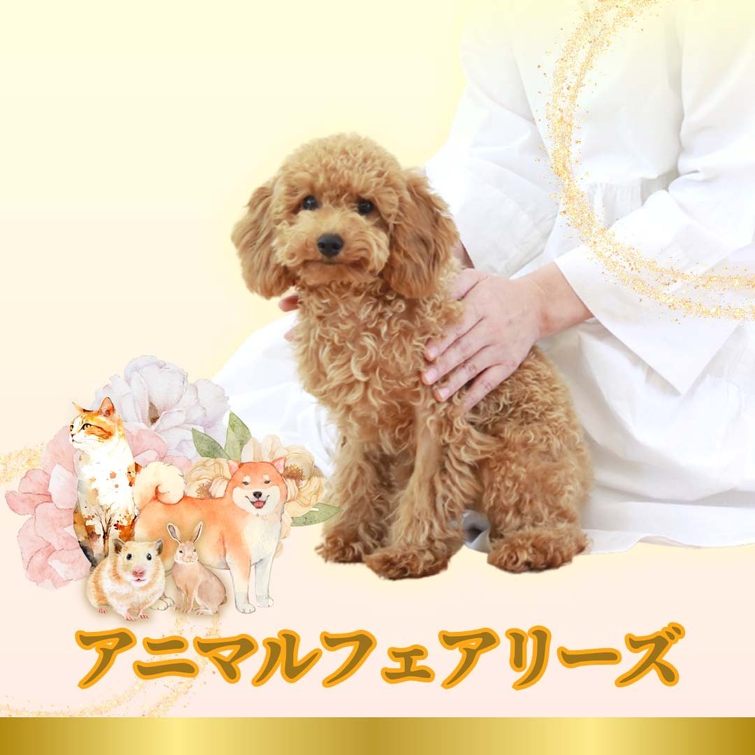 アニマルフェアリーズ